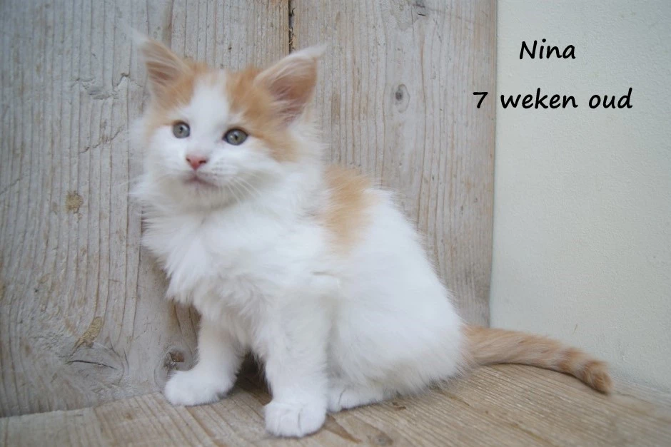 Nina